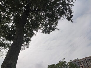 仰视下的高大树木与建筑