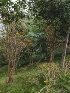 山林间稀疏树木与草地