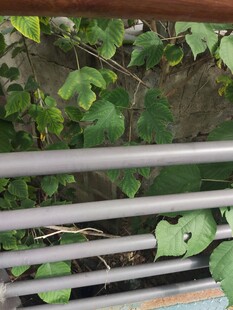 栏杆旁的翠绿藤蔓植物