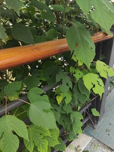 绿叶攀附栏杆景象