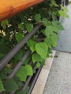 绿叶攀附于金属栏杆
