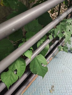 阳台绿植生机盎然