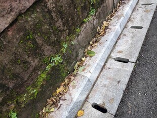 路边石缝中的绿意生机