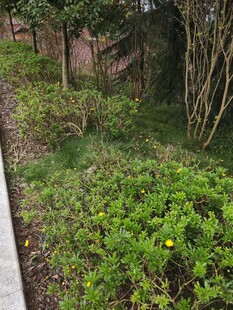路边绿植景观