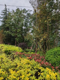 多彩园林景观植物美景