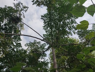 仰视茂密树林中的高大树木