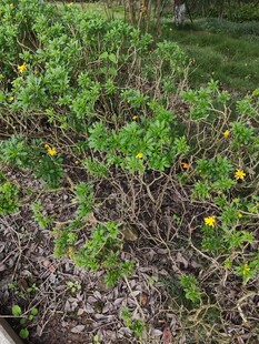 草丛中的黄色小花