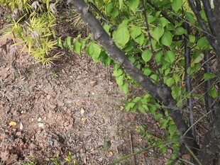 林间绿叶与泥土景象