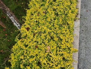 金黄繁茂的地面绿植景观