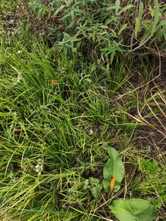 草地中的绿色植物景象