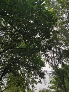 林间枝叶间的朦胧景致