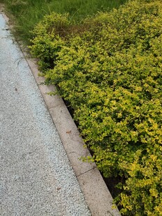 路边翠绿繁茂的灌木丛