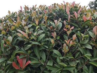 红叶石楠绿植景观