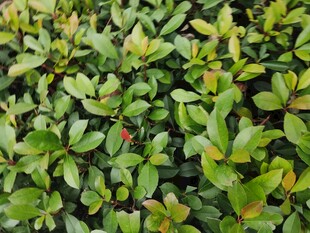 翠绿繁茂的叶片植物