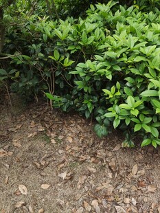 绿叶繁茂的地面植物景观