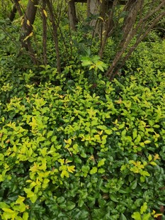 翠绿繁茂的灌木丛景观