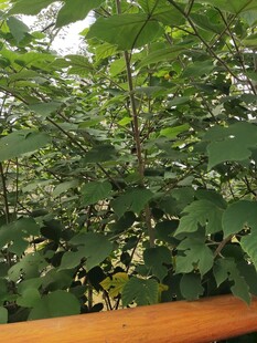 绿叶繁茂的植物景观