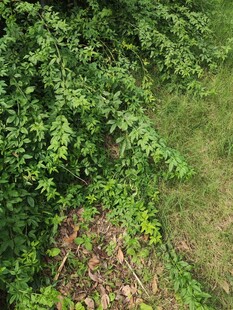 繁茂绿植下的地面景象