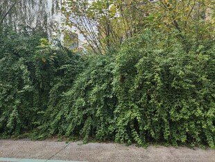 繁茂绿植环绕的户外场景