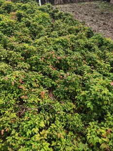 繁茂绿植覆盖的田园景象