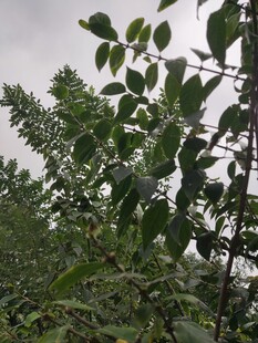 绿叶繁茂的树木景观