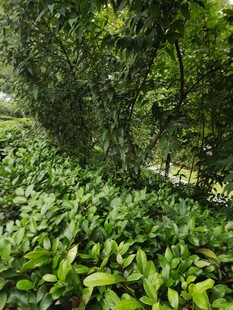 绿意盎然的茂密植物景观