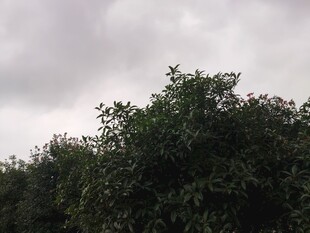 阴天中的茂密绿植