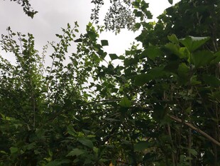 繁茂树林中的绿意景致