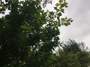 繁茂绿树与朦胧天空