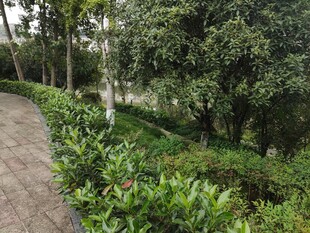 林间小径绿意盎然的景致