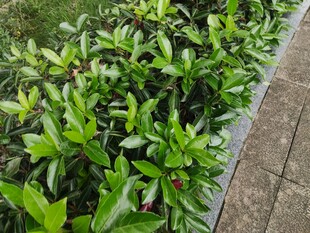 路边绿意盎然的植物景观