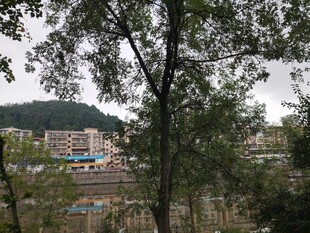 林间远望城市与山峦景色