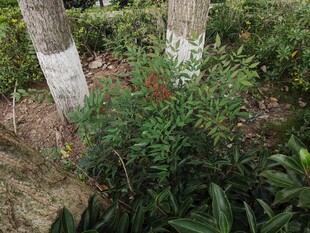 树下绿植花卉景观