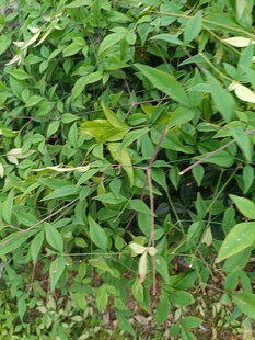 绿叶繁茂的植物景象