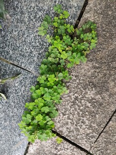 石缝中生长的翠绿植物