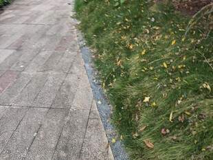 石板路旁的草地与小花