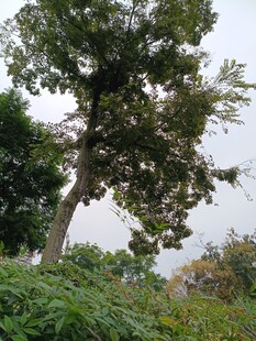 野外繁茂树木与绿植景象