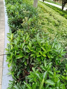 路边翠绿繁茂的灌木丛