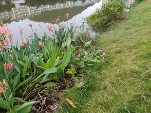 花园中绽放的多彩花卉