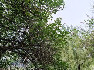 绿树成荫的自然景致