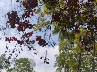 枝头红叶映蓝天