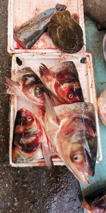 胖头鱼 花鲢 鲢鳙