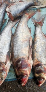 新鲜肥硕的多条淡水鱼