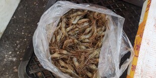 袋装鲜活小河虾