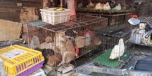 市场中的笼装家禽