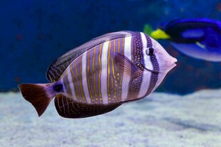 条纹热带鱼在水中悠游