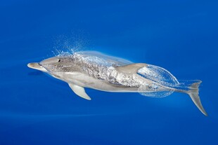 透明海豚在蓝色海洋中游弋