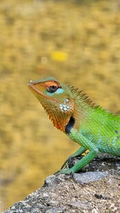 翠绿蜥蜴栖息于岩石上