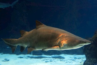水族馆中的尖吻鲨鱼