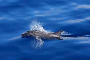 海豚跃出蓝色海面瞬间